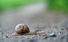 大埔街坊公园执蜗牛欲食用  食安中心：或含寄生虫可致命