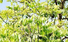 雲南首現20株野生伯樂樹 屬國家一級重點保護植物