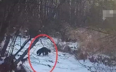 大兴安岭地区首次拍到国家一级保护动物貂熊身影