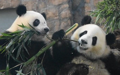 秦岭大熊猫野外种群密度全国最高