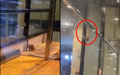 食客投诉老鼠横行火锅店 店员淡定回应：它吃饱就会走