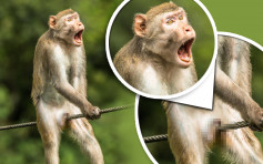 搞笑野生动物摄影奖「痛苦猴」如经历男人最痛夺冠