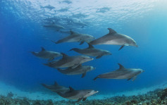 俄烏戰爭｜烏國科學家斥俄軍聲納破壞黑海生態 致5千隻海豚死亡