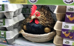 台湾卖场「守护鸡」藏身蛋盒间 网民：不然店家哪来的鸡蛋卖