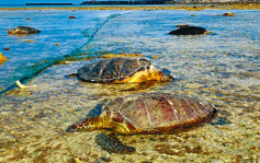 冲绳逾30濒危海龟垂死海岸 疑被渔民刺伤