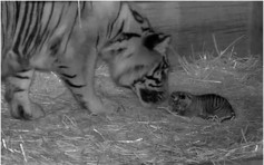 英动物园添新成员 罕见苏门答腊虎诞生