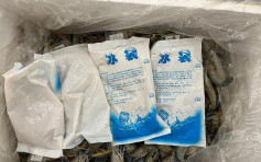 泰国空运抵港急冻虾藏千万液态冰毒 3男子被捕