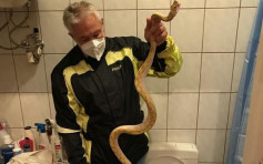 奧地利男子如廁 遭1.6米長蟒蛇咬傷下體