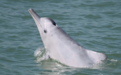 大屿山海豚量跌仅存47只 部分首次现身后失踪