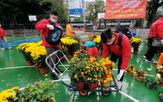 维园年宵花市结束 义工队收集剩馀年花送往医院