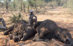 【史无前例】博茨瓦纳过去两月发现逾350野生大象尸体