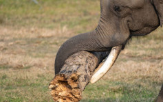 被迫酷热天工作 泰国大象发狂将象夫撕开两半