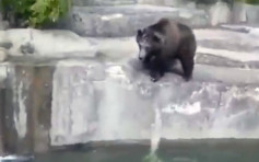波兰醉汉误闯动物园跌落水 母熊救人反遭锁喉险溺毙