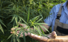 加拿大消闲用大麻合法化4年 政府成立专家小组检讨法例 