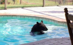 【有片】小黑熊闯民居游水玩乐 望望屋主再走人