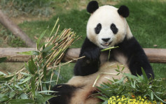 大熊猫「福宝」在韩最后一天亮相 韩国民众排队5小时告别