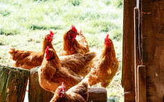 日本福冈县养鸡场首验出禽流感 将扑杀9万只鸡