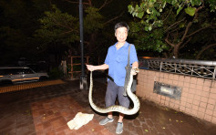 油塘村屋惊见2米长蟒蛇 「蛇王」徒手捉走