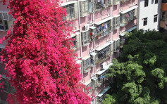 【媲美樱花】激靓秘境「勒杜鹃瀑布」8层高 阿婆大厦旁种下