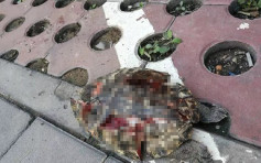 北京「天降神龜」  龜殼摔得四分五裂