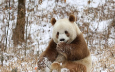 棕色大熊貓「七仔」玩雪　變身「雪花熊」
