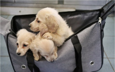 海關文錦渡偵破動物走私案 尋6隻幼犬市值約11萬