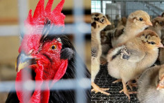 城大團隊研深度學習模型辨認求救啼聲 助改善養殖雞隻福祉