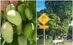 澳洲奇怪路牌 呼籲「小心芒果」
