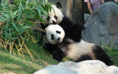 大熊貓「盈盈」連續8年食白果 海洋公園證實無懷孕