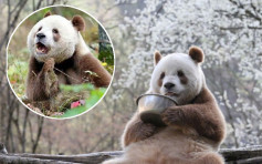 全球唯一现存「啡色熊猫」　七仔出巡撒娇萌爆