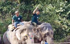 尼泊尔大象节 大象半小时内惨被殴打逾20次