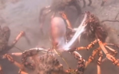 誤闖巨型螃蟹地盤  章魚慘遭「圍攻分屍」
