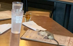 餐廳天降老鼠 跌落菜牌嚇壞食客