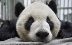 大陆赠台大熊猫「团团」病情恶化 脑部病灶扩大