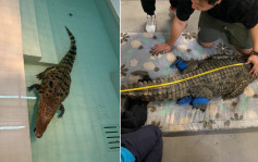 八鄉有鱷魚｜海洋公園：料為4歲左右暹羅鱷 表現活躍暫居園內隔離設施