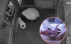 日本東京上野動物園大熊貓「真真」誕雙胞胎