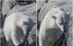【好心酸】北极熊饥不择食 奋力撕咬垃圾袋图吃掉