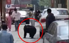 辽宁马戏团小黑熊逃跑上街 10分钟后被抓回