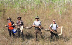 佛州惊现140磅大蟒蛇 当局办比赛鼓励参赛者捉蛇
