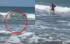 冲浪惊觉背后出现鲨鱼鳍 男子急逃出水吁民众警觉