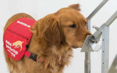 英国慈善组织：训练医疗犬嗅出新冠病毒