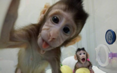 全球首例！中國科學家成功複製猴子 助研腦疾病