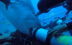 潜水客遇巨鲨咬头 幸获同行游客助脱离险境                                 
