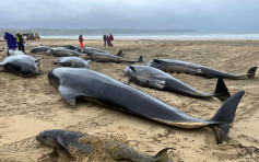 蘇格蘭近10年最大鯨魚擱淺慘案 55條領航鯨死剩1條