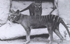 美澳科學家利用基因編輯技術 冀10年內復育袋狼 