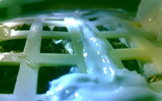 棉花種子月球長出嫩芽 嫦娥四號完成首次月面生物實驗