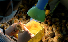 丹麦爆高致病性H5N8禽流感 港暂停进口禽类产品