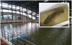 台南一大学室内体育馆严重水浸 被讥钓虾场更发现游鱼