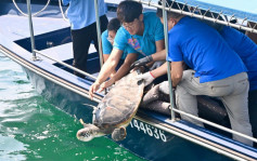 漁護署放流一隻綠海龜 將設晶片追蹤動向 以便日後制定適當存護措施