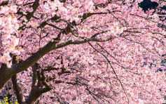 【遊日注意】日本櫻花季預測出爐 東京3月30日 京都4月2日